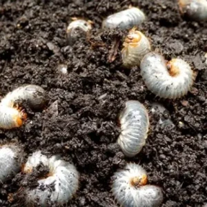 ECOstyle Aaltjes (H) Bestrijdingsmiddel Tegen Engerlingen - 10m² Laatste Versie