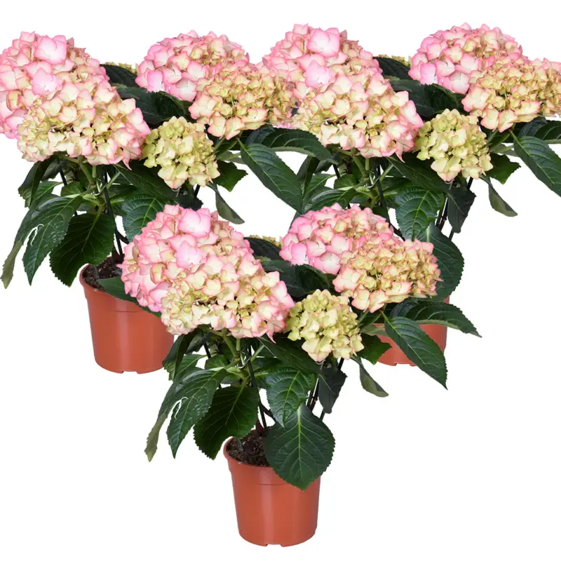 3x Hydrangea Macrophylla 'early Rosa' – Hortensia – Heester - Winterhard - ⌀14 Cm - 30-40 Cm Voordeelprijs
