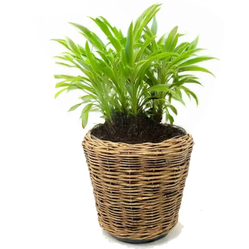 Beperkte Voorraad V/d Leeden Planten Mand - Rond - Riet - 55x47cm