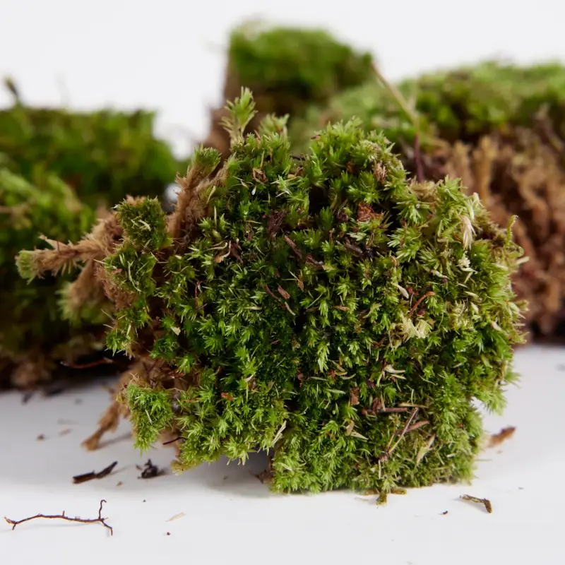 Betaalbaar Set Van 3 Levend Mos - Moskussens - Terrariumdecoratie - 8-20 Cm