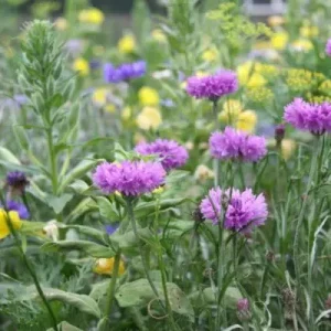 Classic veldbloemen 1 (500 gram) Geld-Terug-Garantie