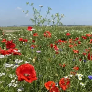 Topkwaliteit Buiten de bebouwde kom (100 gram)