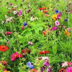 Bulkbestelling Festival (1 kg)