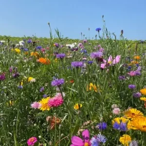 Trendy Aurora (500 gram)