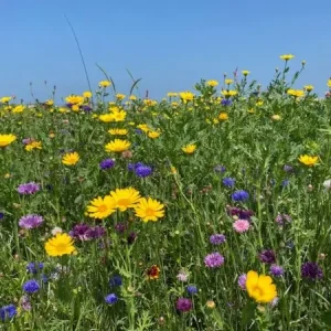 Voordeelprijs New Wave (100 gram)