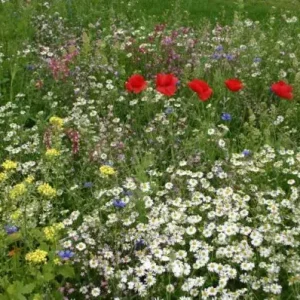 Binnen de bebouwde kom (1 kg) Dagaanbieding