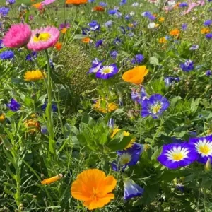 Trendy Summer Flower (1 kg)