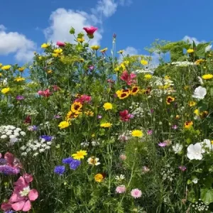 Direct Beschikbaar Snijbloemenmengsel (100 gram)