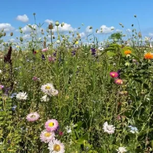 Veilige Betaling Droogbloemenmengsel (500 gram)