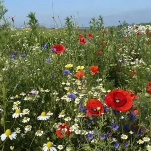 Veilige Betaling Bloemenpracht (100 gram)