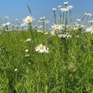 Stroomdalflora (500 gram) Alleen Vandaag