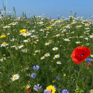 Bulkbestelling Staygreen 5 Colour (100 gram)