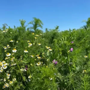 Staygreen 9 Bloemrijk (500 gram) Korting