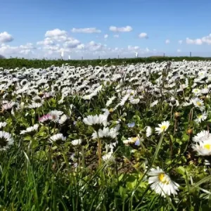 Bodembedekker (100 gram) Beperkt Aanbod