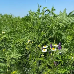 Alleen Vandaag Bosrand (100 gram)