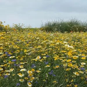 Staygreen 6 Golden summer (1 kg) Seizoensaanbieding