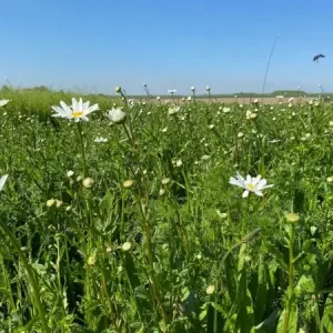 Betaalbaar Staygreen 8 Rotonde (100 gram)