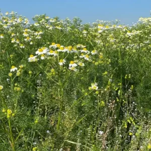 Staygreen 10 Schaduw (500 gram) Limited Edition