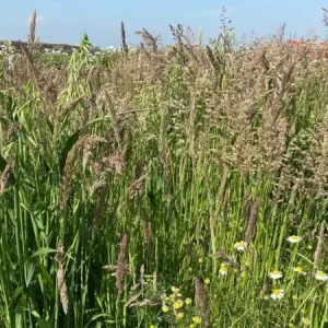 Aanbieding Wadi (500 gram)