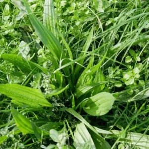 Uitverkoop Smalle weegbree (1 kg)