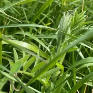 Vital Earth Akkergras (20 kg) Speciale Aanbieding