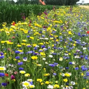 Akkerrand bloemrijk 2 meerjarig (8 kg) Populair